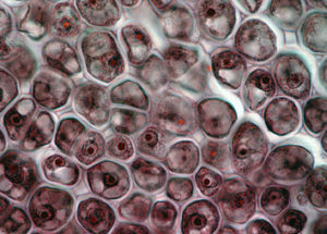 close-up-plant-cells-19866865